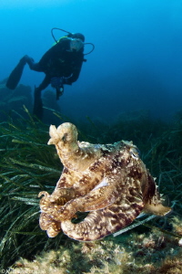 cuttlefish_Sepia officinalis by Mathieu Foulquié 